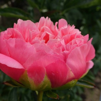 Peonija "Pink Hawaiian Coral" /paeonia/ - C3 kont.