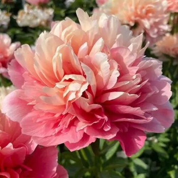 Peonija "Lorelei" /Paeonia/...