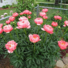 Peonija "Coral Charm" /paeonia/ - C3 kont.