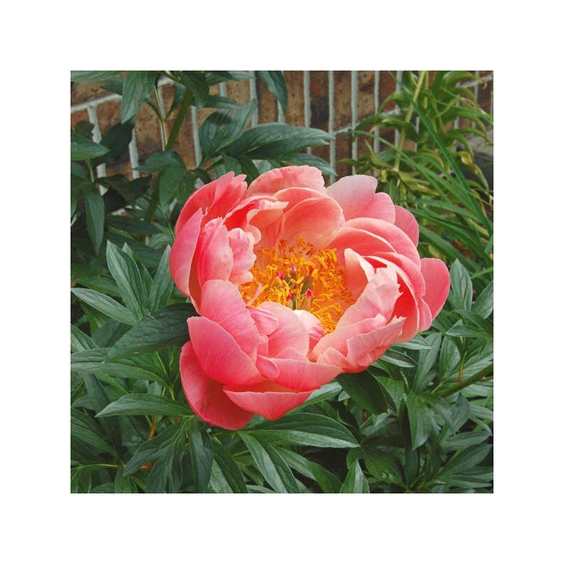 Peonija "Coral Sunset" /paeonia/ - C3 kont.