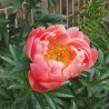 Peonija "Coral Sunset" /paeonia/ - C3 kont.