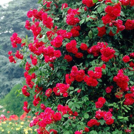 Roze, vīteņroze "Paul's Scarlet Climber" - C4 kont.