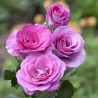 Roze, tējhibrīdroze "Violette Parfumee" - C4 kont.