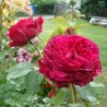 Roze, floribundroze "La rose de 4 Vents" - C7.5 kont.