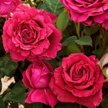 Roze, floribundroze "La...