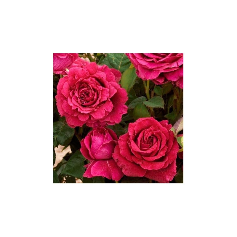 Roze, floribundroze "La rose de 4 Vents" - C7.5 kont.