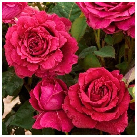 Roze, floribundroze "La rose de 4 Vents" - C7.5 kont.