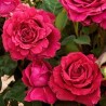 Roze, floribundroze "La rose de 4 Vents" - C7.5 kont.