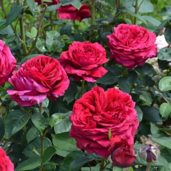 Roze, floribundroze "La rose de 4 Vents" - C7.5 kont.