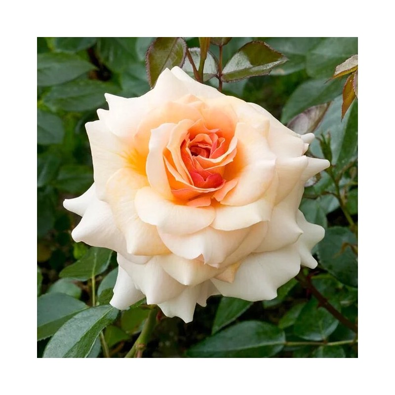 Roze, floribundroze "Marjolaine" - C10 kont.