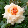 Roze, floribundroze "Marjolaine" - C10 kont.