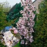 % Japānas ziedu ķirsis - sakura ,,Amanogawa,, /Prunus serrulata/ - 140-160cm