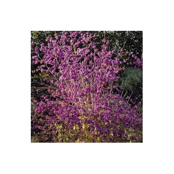 Kalikarps, bodinera "Profusion" /callicarpa bodinieri/ - P9 kont.