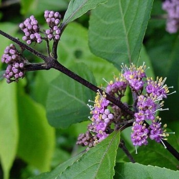 Kalikarps, bodinera "Profusion" /callicarpa bodinieri/ - P9 kont.