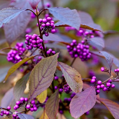 Kalikarps, bodinera "Profusion" /callicarpa bodinieri/ - P9 kont.