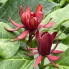 Kalikants, daudzziedu /calycanthus floridus/ - P12 kont.