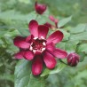 Kalikants, daudzziedu /calycanthus floridus/ - P12 kont.