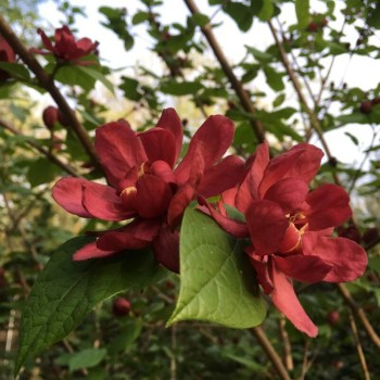 Kalikants, daudzziedu /calycanthus floridus/ - P12 kont.