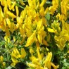 Irbulene, krāsu "Royal Gold" /genista tinctoria/ - P9 kont.