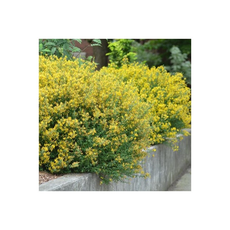 Irbulene, krāsu "Royal Gold" /genista tinctoria/ - P9 kont.