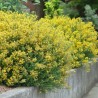 Irbulene, krāsu "Royal Gold" /genista tinctoria/ - P9 kont.