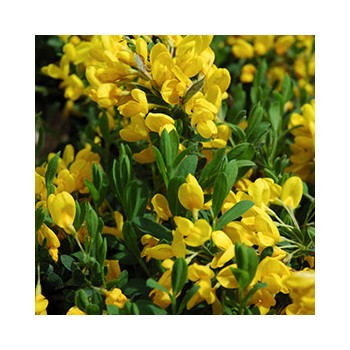 Irbulene, krāsu "Royal Gold" /genista tinctoria/ - P9 kont.