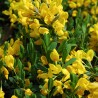 Irbulene, krāsu "Royal Gold" /genista tinctoria/ - P9 kont.