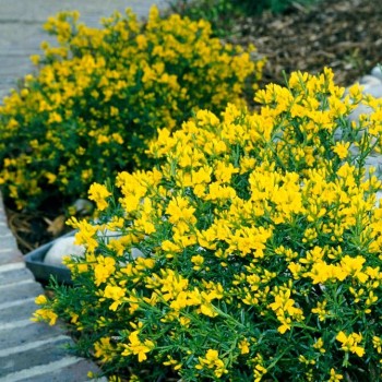 Irbulene, Lidijas /genista...