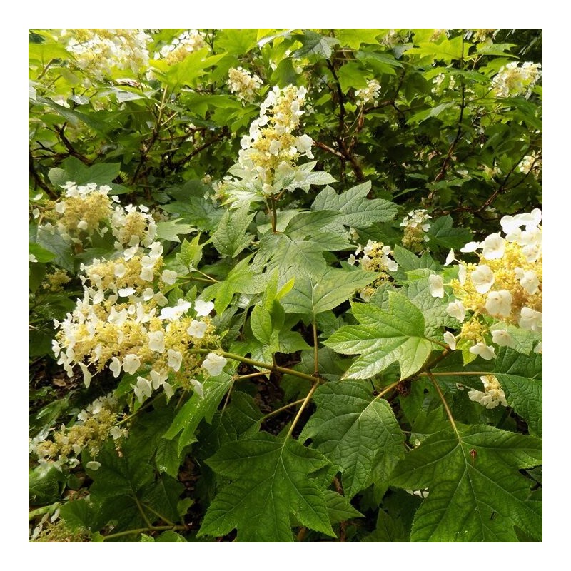 Hortenzija, ozollapu 'Sikes Dwarf' /hydrangea quercifolia/ - P9 kont.