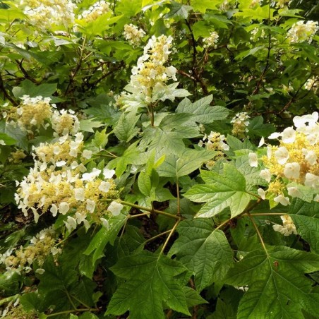 Hortenzija, ozollapu 'Sikes Dwarf' /hydrangea quercifolia/ - P9 kont.