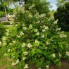 Hortenzija, ozollapu 'Sikes Dwarf' /hydrangea quercifolia/ - P9 kont.