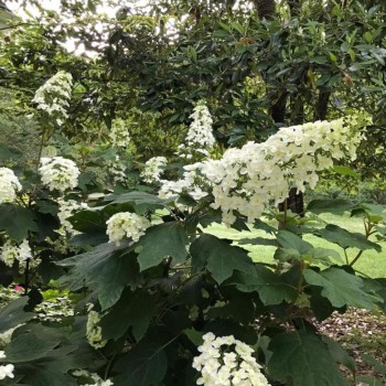 Hortenzija, ozollapu 'Snowcicle' /hydrangea quercifolia/ - P9 kont.