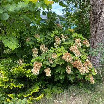 Hortenzija, ozollapu 'Snowcicle' /hydrangea quercifolia/ - P9 kont.