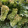 Hortenzija, ozollapu 'Snowcicle' /hydrangea quercifolia/ - P9 kont.