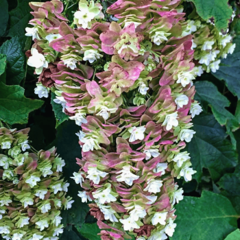 Hortenzija, ozollapu 'Snowcicle' /hydrangea quercifolia/ - P9 kont.