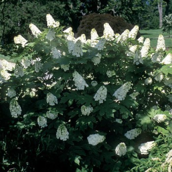 Hortenzija, ozollapu 'Snowflake' /hydrangea quercifolia/ - P9 kont.