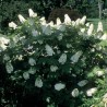 Hortenzija, ozollapu 'Snowflake' /hydrangea quercifolia/ - P9 kont.