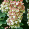 Hortenzija, ozollapu 'Snowflake' /hydrangea quercifolia/ - P9 kont.