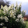 Hortenzija, skarainā ,,Levana,, /Hydrangea paniculata/ - P9 kont.