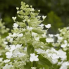 Hortenzija, skarainā ,,Levana,, /Hydrangea paniculata/ - P9 kont.