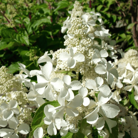 Hortenzija, skarainā ,,Levana,, /Hydrangea paniculata/ - P9 kont.