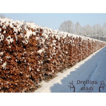 Eiropas dižskabārdis /Fagus silvatica/ - Kailsakņu stāds 100-125cm