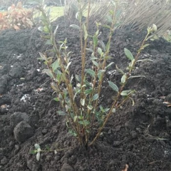 Ligustrs, mūžaļais ,,Atrovirens,, /ligustrum vulgare/ - kailsakņu stāds, 40-70cm.