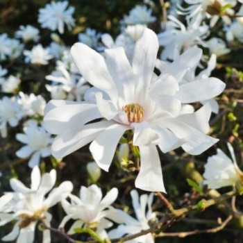 Magnolija, zvaigžņu ,,Royal Star,, /magnolia stellata/ - C2,5 Kont.