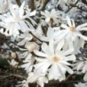 Magnolija, zvaigžņu ,,Royal Star,, /magnolia stellata/ - C2,5 Kont.