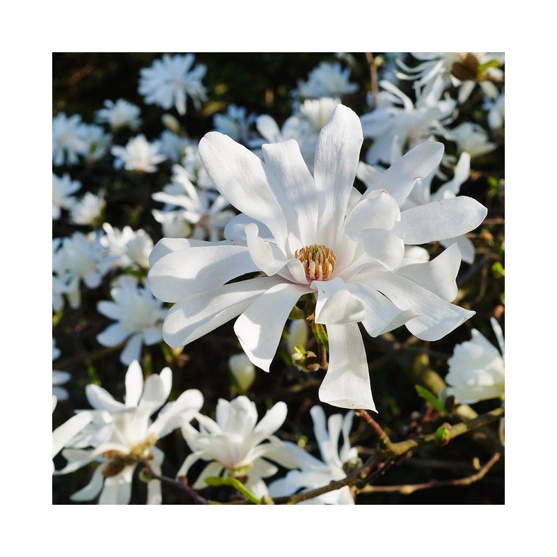 Magnolija, zvaigžņu ,,Royal Star,, /magnolia stellata/ - C2,5 Kont.