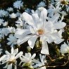 Magnolija, zvaigžņu ,,Royal Star,, /magnolia stellata/ - C2,5 Kont.