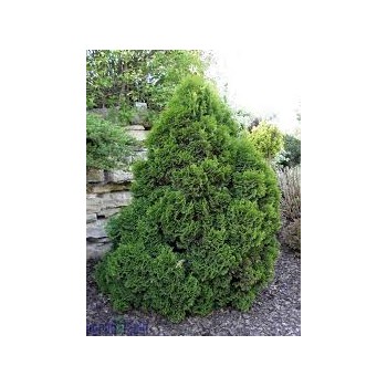 Rietumu tūja ,,Miky,, /thuja occidentalis/ - C2,5 kont. - 20-30cm.