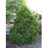 Rietumu tūja ,,Miky,, /thuja occidentalis/ - C2,5 kont. - 20-30cm.