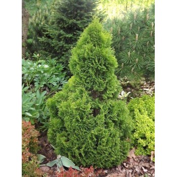 Rietumu tūja ,,Miky,, /thuja occidentalis/ - C2,5 kont. - 20-30cm.